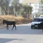 Kuraklık eşeklere yaradı!