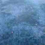 Üsküdar'da binlerce denizanası kıyıya vurdu
