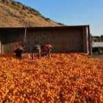 Kamyon devrildi; 15 ton mandalina yola sa&ccedil;ıldı