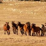 Osmanlı Süvari birliğine dayanan soylarıyla Toroslar'ın vahşi güzelliği: Yılkı atları