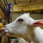 Türk bilim insanları keşfetti! Keçi sütü koronavirüse karşı etkili protein içeriyor