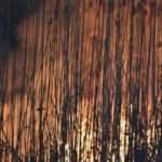 Eber G&ouml;l&uuml;ndeki yangında yaklaşık 600 d&ouml;n&uuml;m kamışlık arazi zarar g&ouml;rd&uuml;