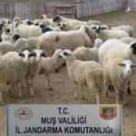 Muş’ta hayvan hırsızlığı yapan 2 kişi yakalandı