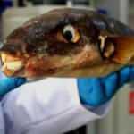 Balon balığı umut olabilir! 1 gramı 1 milyon euro...