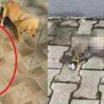Dehşete d&uuml;ş&uuml;ren g&ouml;r&uuml;nt&uuml;! Yavru k&ouml;pek b&ouml;yle bulundu...