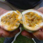 Antalya'da ilaç niyetine satılıyor strese iyi geliyor! Üreticinin yeni geçim kaynağı...