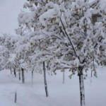 Bitlis'te 224 köy yolu ulaşıma kapandı