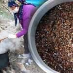 Dağlardan toplayarak pekmez üretti! 2 çocuğunu böyle okuttu