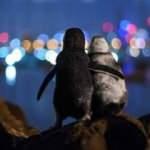 Dul penguenlerin fotoğrafı büyük ödülü kaptı