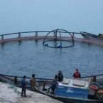 Fırat Nehri'nde yetiştirilen somon balıkları dünyaya ihraç ediliyor