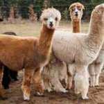 Yeni tedavi bulundu! Lama antikorları koronavirüsü etkisiz hale getirdi