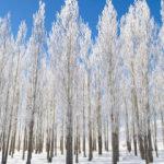 Tunceli'de kırağı ve sisin g&ouml;rsel ş&ouml;leni 