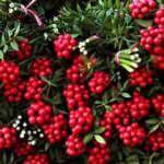 Rüyada yeni yıla girmek ne demek? Rüyada yılbaşı çiçeği görmek neye işaret?