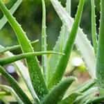 Aloe vera nasıl yetiştirilir? Aleo vera yaprakları nasıl canlandırılır? Evde aloe vera bakımı..