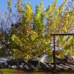 İş yerinin ortasındaki dut ağacı g&ouml;renleri şaşırtıyor