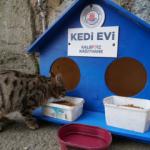 Kağıthane belediyesi sokak kedilerini unutmadı! 300 kedi evi ile kediler soğuktan korunuyorlar