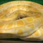 Operasyonda ele ge&ccedil;irildi! 3 metrelik piton...