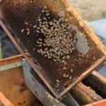 Uzmanı uyardı: 'Bahar aylarında arı ölümleri artacak, stok yapın!'