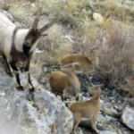 Aladağlar'da yaban ke&ccedil;isi sayısı 20'den 1783'e &ccedil;ıktı