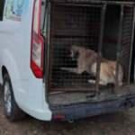 Köpek dövüşü yaptırdı, HAYDİ ekibi yakaladı