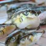 Siyanür kadar güçlü zehir içeren 'balon balığı' tehlike saçıyor!