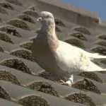 ABD'den u&ccedil;up Pasifik Okyanusu'nu ge&ccedil;erek Avustralya'ya ulaşan g&uuml;vercin itlaf edilecek