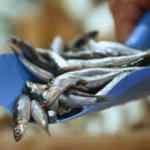 Bakanlık duyurdu: Hamside av yasağı uzatıldı