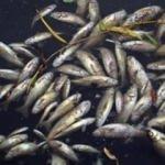 Binlerce balığın &ouml;l&uuml;m&uuml;yle ilgili 4 tesise ceza yağdı