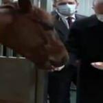 Cumhurbaşkanı Erdoğan atları elleriyle besledi