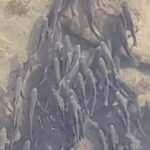 Kızılırmak'ın debisi d&uuml;şt&uuml;, binlerce balık, k&ouml;pr&uuml; altındaki g&ouml;lette toplandı