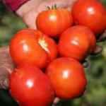 Türkiye'nin domates ihracatı arttı
