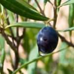 Zeytin yaprağı koronavirüse umut oluyor!