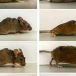Almanya’da çığır açan çalışma: Belden aşağısı felçli olan fareler tekrar yürüdü