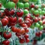 &Ccedil;aldıran'da eksi 40 derecede bile domates &uuml;retiliyor