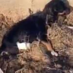 Caniler! Yavru k&ouml;peğin bacaklarını kesmişler