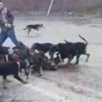 Denizli'de şoke eden g&ouml;r&uuml;nt&uuml;! K&ouml;peklere par&ccedil;alattı...