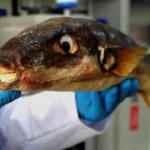 Gıda olarak tüketildiğinde tehlike saçan balon balıkları farklı şekillerde kullanılabilir