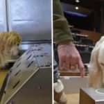 İtalya'da mutasyonlu virüsü köpekler tespit ediyor!