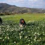 Karaburun'da yetiştirilen nergiste talebe yetişemiyorlar