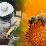 Koronaya iyi geldiğini düşündükleri için arıların iğnesini vurduruyorlar!