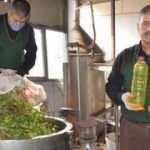 Yaban mersini yağı köylülere yeni gelir kapısı oldu!