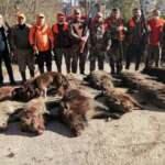 12 dev domuz! Ordu'da avcılar iş başında