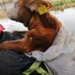 Bal&ccedil;ığa saplanan danayı kurtarıp sırtında taşıdı