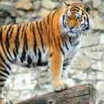 Covid-19&rsquo;a yakalanan kaplan uyutuldu