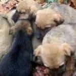 Soğukta donmak &uuml;zereyken bulundular