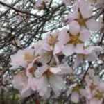 Erken çiçek açan meyve ağaçları için don tehlikesi