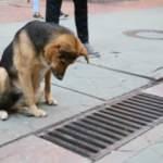 S&uuml;rekli mazgala bakan k&ouml;peğe ne oldu?