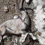 Nesli tehlike altındaki 7 yaban ke&ccedil;isi telef oldu