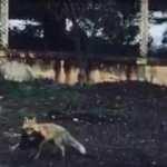 Tavuğunu yiyen tilkiye 'Afiyet olsun' dedi