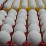 Yumurta fiyatlarının artmasında yem maliyetleri etkili oldu